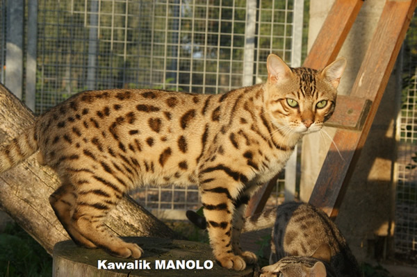male bengal